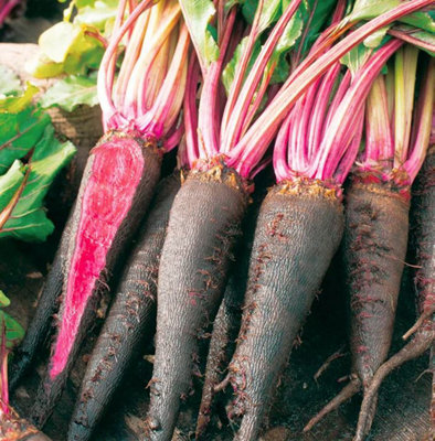Suttons Seeds Dobies Beetroot Rouge Crapaudine 1 Seed Packet from B&Q