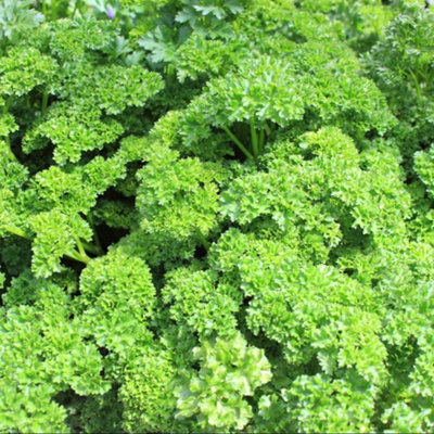 Organic Parsley Moss Curled SeedsHardy Aromatic Herb For Salads Cooking Garnishes. Thompson & Morgan. from B&Q