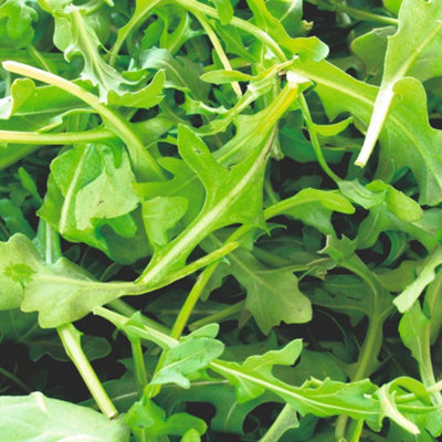 Rocket Seed PacketFast Growing Edible Leaves For Salads & Cooking. Easy To Grow Hardy & Nutrient Rich. Thompson & Morgan from B&Q