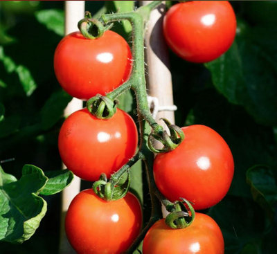 Suttons Seeds Dobies Seeds Tomato Alicante 1 Packet from B&Q