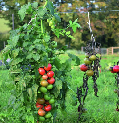 Suttons Seeds Dobies Tomato Crimson Crush F1 1 Seed Packet from B&Q