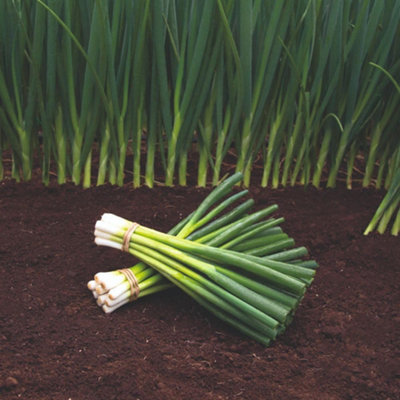 Thompson & Morgan Organic Spring Onion Parade SeedsFast Growing Mild Flavor Great For Salads & Cooking from B&Q