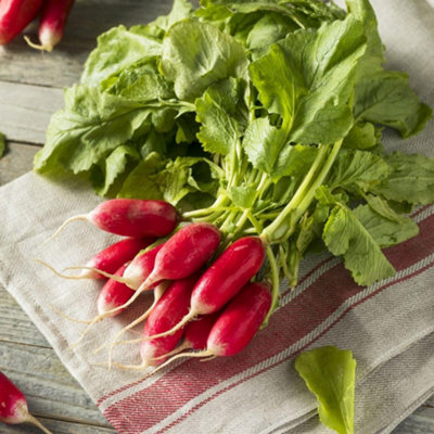 Thompson & Morgan Organic Radish De Dixhuit JoursFast Growing Mild Flavor Salad Seed Packet from B&Q