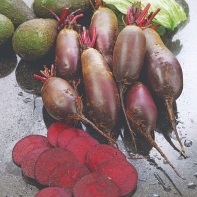 Organic Beetroot Cylindra SeedsSweet Tender Roots For Salads Roasting CookingEasy Home GardenThompson & Morgan from B&Q