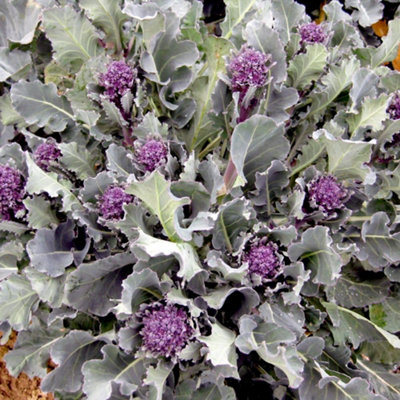 Thompson & Morgan Organic Purple Sprouting Broccoli Santee F1 SeedsEarly Harvest Tender Flavorful Sprouts from B&Q