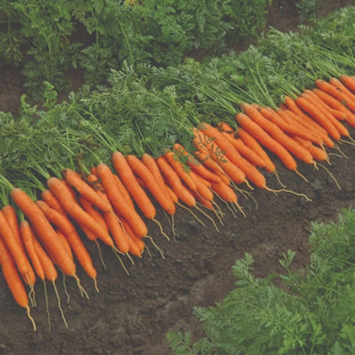 Thompson & Morgan Organic Berlicum Carrot SeedsSweet Crisp Dutch Variety For Salads Cooking & JuicingEasy Grow Uk Packet from B&Q