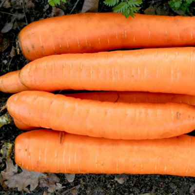 Thompson & Morgan Organic Flakkee Carrot SeedsDutch HeirloomSweet Crisp Roots For Cooking Salads Roasting Juicing. Easy Grow from B&Q