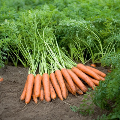 Organic Napoli F1 Carrot SeedsSweet Crisp High-Yield HybridEasy Uk Garden Grow (Thompson & Morgan) from B&Q