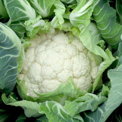 Thompson & Morgan Organic Cauliflower Medallion F1 SeedsEarly High-Yield Hybrid Firm White Heads Easy-To-Grow 1X Seed Packet from B&Q