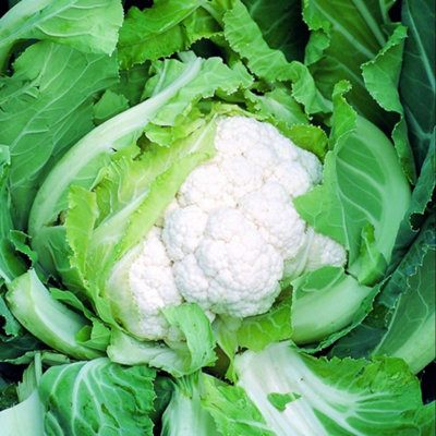Thompson & Morgan Organic Skywalker F1 Cauliflower Seeds High-Yield Early Hybrid Firm White Heads. Easy Grow. 1 Packet. from B&Q