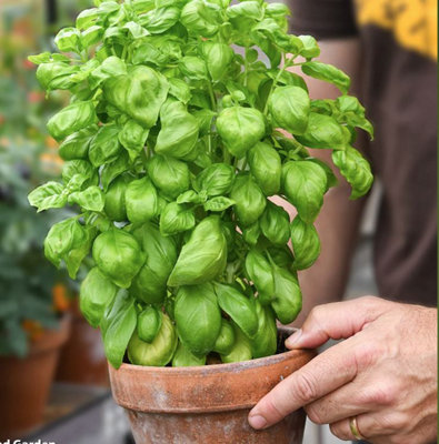 Suttons Seeds Organic Herb Basil Genovese 1 Packet from B&Q