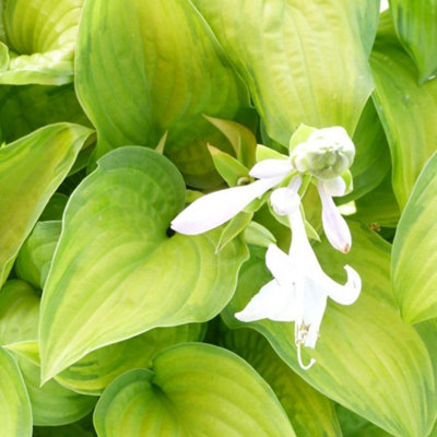B&Q -  Hosta Hybrida Guacamole 9Cm Potted PlantPack Of 1Hardy PerennialPollinator Friendly
