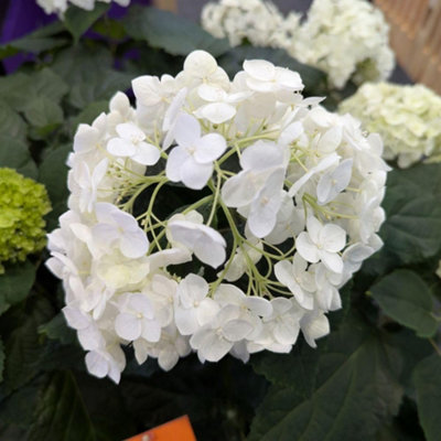 B&Q -  Hydrangea Arborescens Flowerwow (First Edition) 14Cm Potted PlantPack Of 1Hardy Perennial