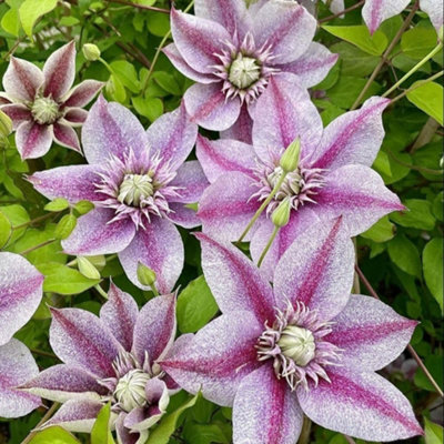 B&Q -  Clematis Mochi 9Cm Potted PlantPack Of 2Hardy PerennialOutdoor Garden