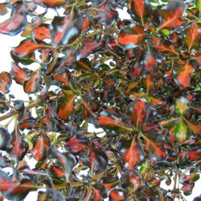 B&Q -  Coprosma Repens Pacific Sunset 9Cm Potted PlantPack Of 1Hardy PerennialEvergreen