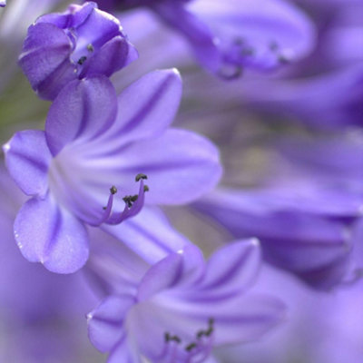 B&Q -  Agapanthus Jacaranda 9Cm Potted PlantPack Of 1Outdoor Garden Plant