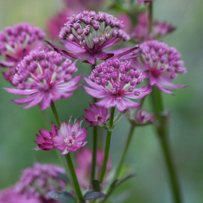 B&Q -  Astrantia Major Star Of Beauty 9Cm Potted PlantPack Of 1Hardy PerennialOutdoor Garden