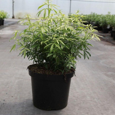 B&Q -  Choisya Ternata Greenfingers 9Cm Potted PlantPack Of 1Outdoor Garden Plant