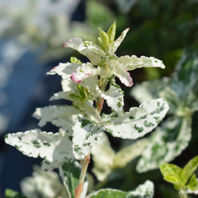 B&Q -  Euonymus Fortunei Harlequin 9Cm Potted PlantPack Of 1Hardy PerennialEvergreenOutdoor Garden