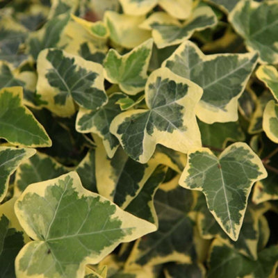 B&Q -  Hedera Helix Goldchild 9Cm Potted PlantPack Of 1Hardy PerennialEvergreenOutdoor Garden