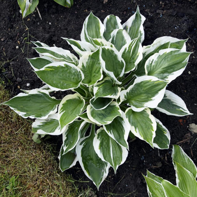 B&Q -  Hosta Patriot 9Cm Potted PlantPack Of 2Hardy PerennialOutdoor Garden Plant