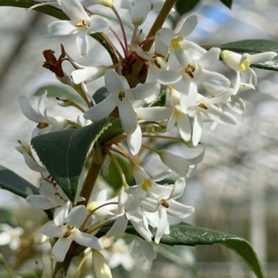 B&Q -  Osmanthus X Burkwoodii 9Cm Potted PlantPack Of 1Hardy PerennialEvergreenOutdoor Garden Plant
