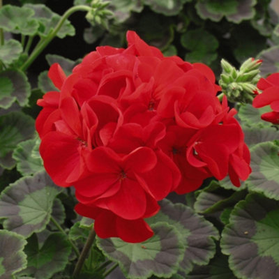 Thompson & Morgan Geranium F1 Best Red Vivid Scarlet Blooms 24 X Garden Ready Plants from B&Q