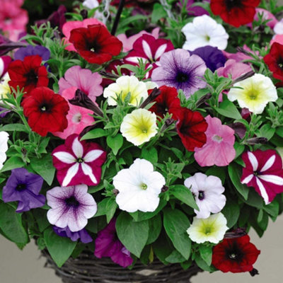 Thompson & Morgan Petunia Easy Wave Ultimate Mixed 12 X Garden Ready PlantsProlific Blooms For Patio & Beds from B&Q