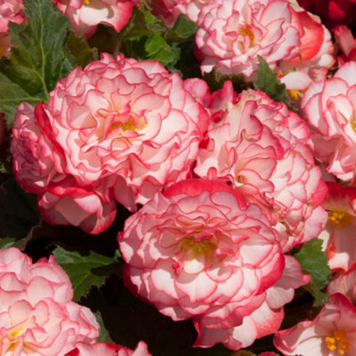 Thompson & Morgan Begonia Nonstop Petticoat Garden Ready Plants 48 X Garden Ready Plants from B&Q