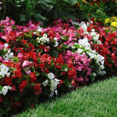 Thompson & Morgan Begonia Organdy Mixed T&ms Choice Garden Ready Plants 48 X Garden Ready Plants from B&Q
