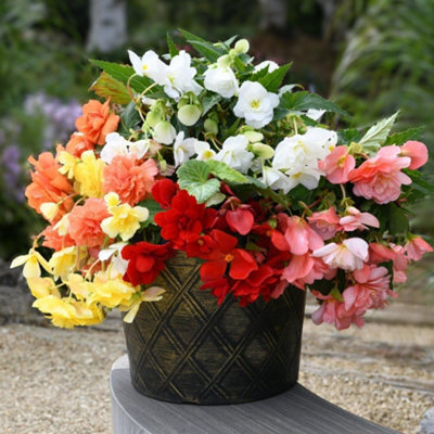 Thompson & Morgan Begonia Sun Dancer Mixed Garden Ready Plants 24 X Garden Ready Plants from B&Q