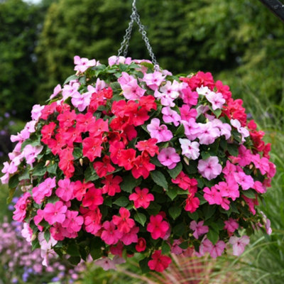 Thompson & Morgan Garden Ready Busy Lizzie Beacon Raspberry Sundae Mixed X12 from B&Q
