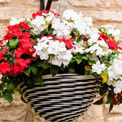 Thompson & Morgan Garden Ready Busy Lizzie 'beacon Strawberries & Cream Mix' Flowers For Pots Borders X24 from B&Q