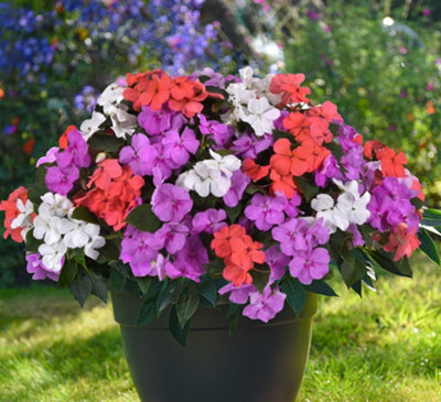 Thompson & Morgan Busy Lizzie Pearl Island Garden Ready Plants For Summer Colour X48 from B&Q