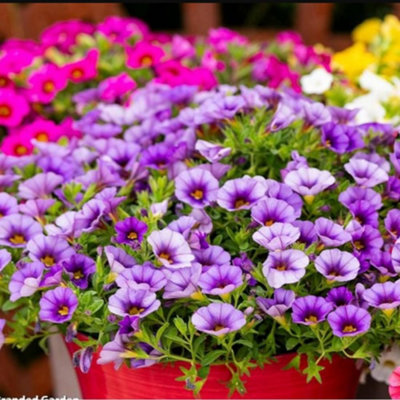 Thompson & Morgan Calibrachoa Classique Mix Garden Ready Plants For Pots & Baskets X12 from B&Q