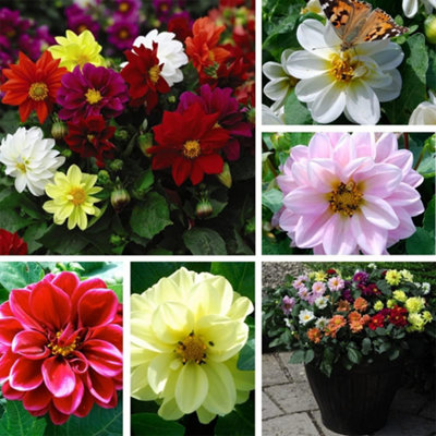 Thompson & Morgan Dahlia Figaro Mixed Colour Bedding Plants 48 X Garden Ready Plants from B&Q