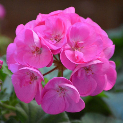 Thompson & Morgan Geranium Jackpot Candyfloss Mix F1 Hybrid Pink And White Blooms X 12 from B&Q