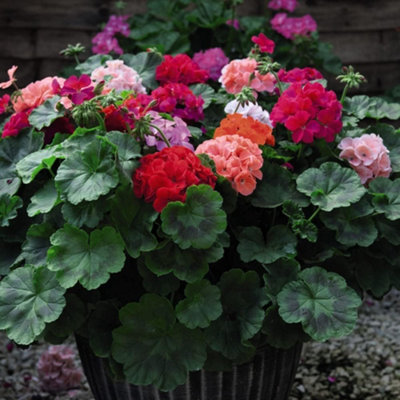 Thompson & Morgan Geranium Jackpot Mixed F1 Hybrid Pelargonium 48 X Garden Ready Plants from B&Q