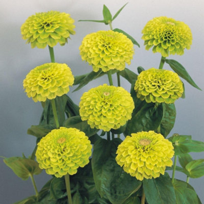 Thompson & Morgan Zinnia Giant Lime 12 X Garden Ready PlantsVibrant Chartreuse Pom-Pom Flowers from B&Q