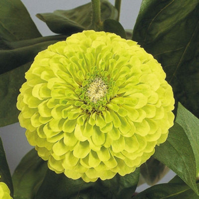 Thompson & Morgan Zinnia Giant Lime 48 X Garden Ready PlantsVibrant Chartreuse Pom-Pom Flowers from B&Q