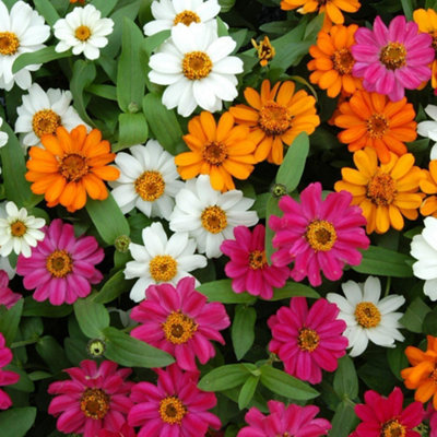 Thompson & Morgan Zinnia Profusion Mixed Bedding 48 X Garden Ready PlantsProlific FloweringCompact & Robust Growth from B&Q