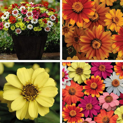 Thompson & Morgan Garden Ready Zinnia Zahara Single Mixed Flower Plants 24 X Garden Ready Plants from B&Q