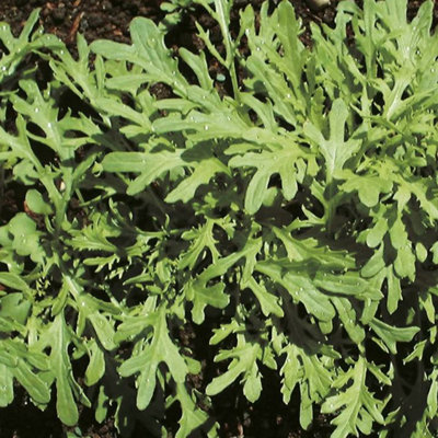 Suttons Seeds Leaf Salad Mustard Golden Streaks 1 Packet from B&Q