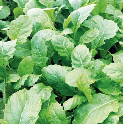 Suttons Seeds Dobies Seeds Herb Rocket Scorpion Rocket 1 Packet from B&Q