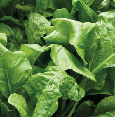 Suttons Seeds Spinach Perpetual Seeds 1 X Seed Packet from B&Q