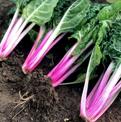 Suttons Seeds Swiss Chard Peppermint 1 Packet Seeds from B&Q