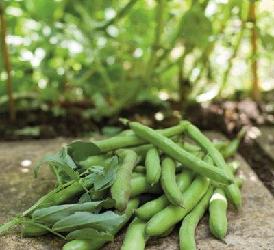 B&Q -  Dobies Broad Bean Aquadulce Claudia 1 Packet Seeds