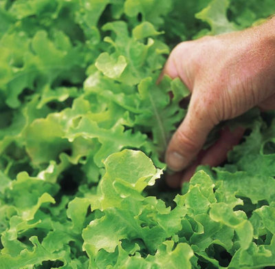 Suttons Seeds Dobies Lettuce Salad Bowl 1 Seed Packet from B&Q