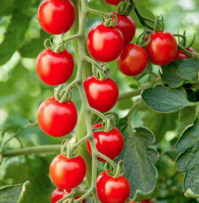 Suttons Seeds Tomato Crimson Cherry F1 1 Packet