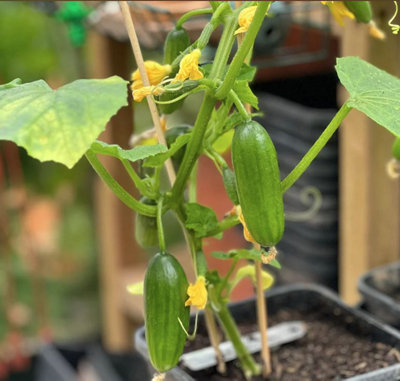Suttons Seeds Cucumber Cucumis Sativus Quick Snack F1 1 X Packet from B&Q